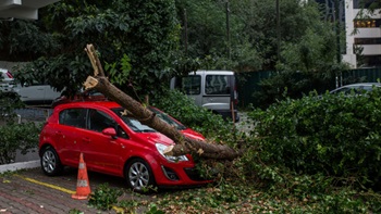 Albero caduto su auto